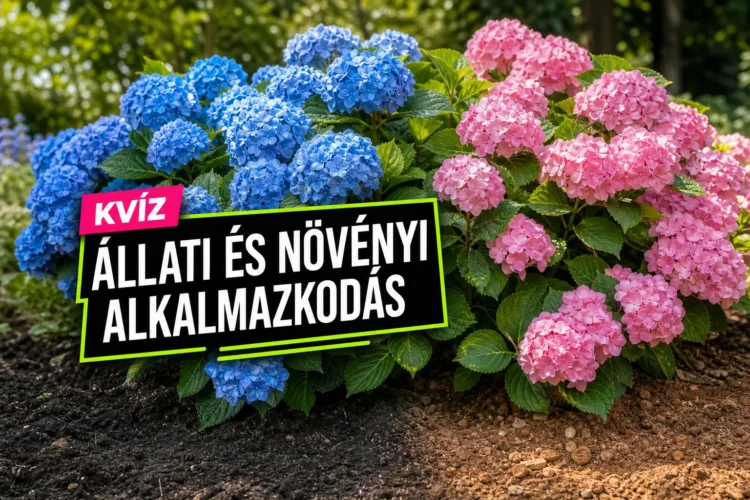 Állati és növényi alkalmazkodás kvíz: tudod, melyik élőlényt mi segíti a túlélésben? Állati és növényi alkalmazkodás kvíz: tudod, melyik élőlényt mi segíti a túlélésben?