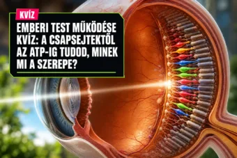 Emberi test működése kvíz: a csapsejtektől az ATP-ig tudod, minek mi a szerepe? Emberi test működése kvíz: a csapsejtektől az ATP-ig tudod, minek mi a szerepe?