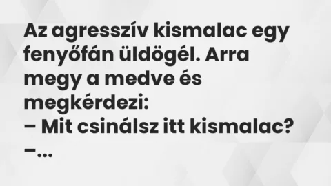 Vicc: Az agresszív kismalac egy fenyőfán üldögél. Arra megy a medve…