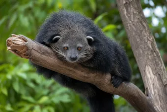 A binturong: medvének nézik, pedig egy különös cibetmacska