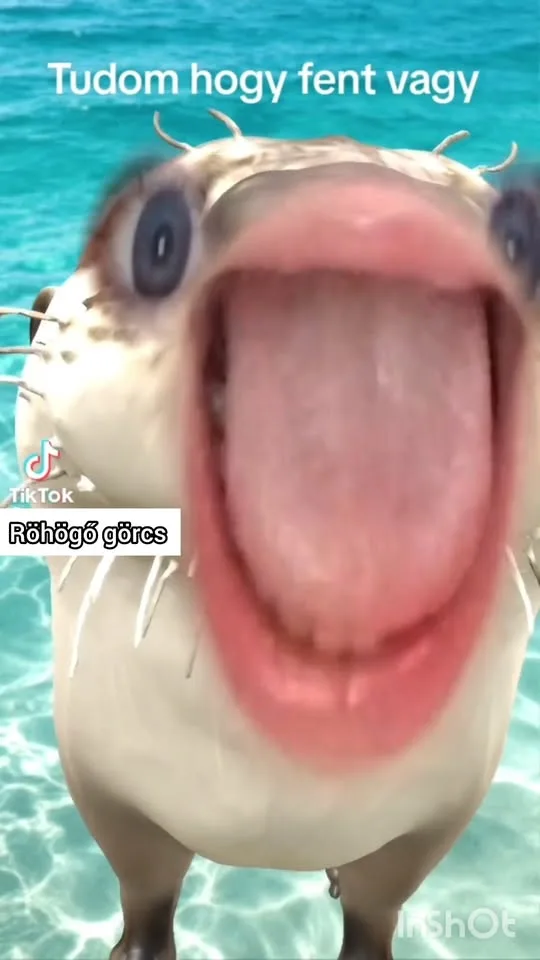 Tudom hogy fent vagy Tudom hogy fent vagy