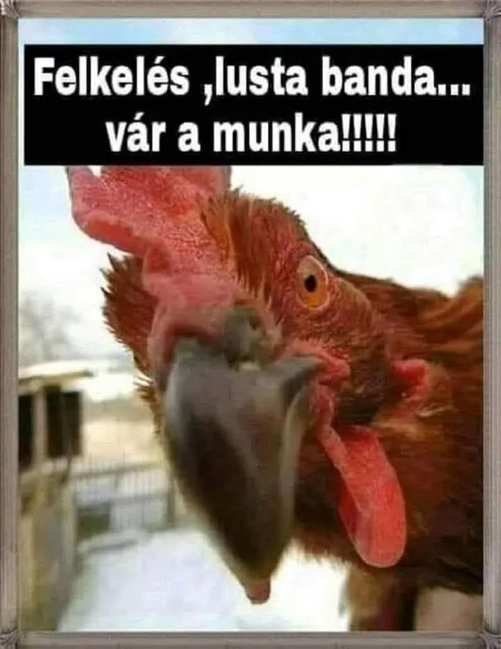 Felkelés, justa banda... vár a munka!!!!! Felkelés, justa banda... vár a munka!!!!!