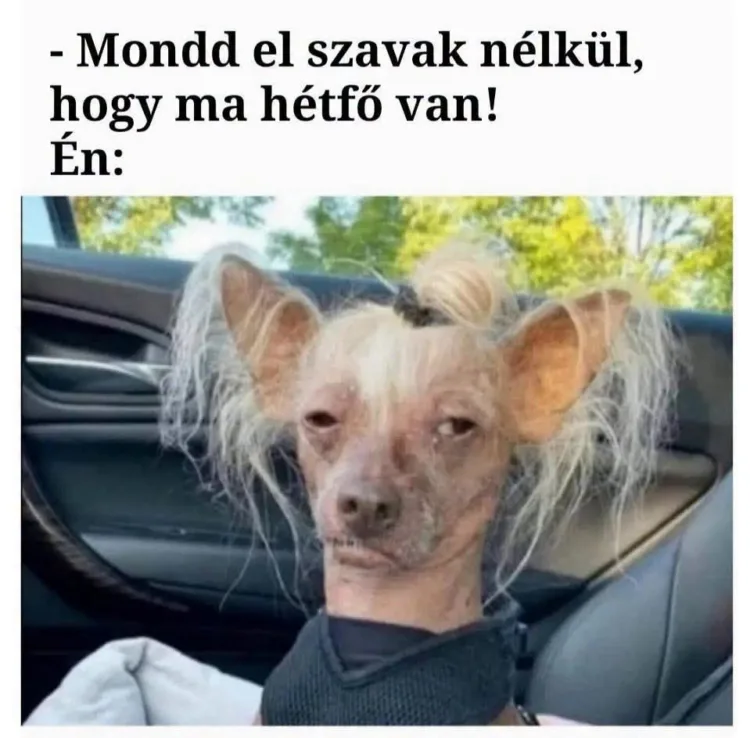 Mondda el szavak nélkül, hogy ma hétfő van! Mondda el szavak nélkül, hogy ma hétfő van!