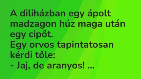 Vicc: A diliházban egy ápolt madzagon húz maga után egy cipőt…